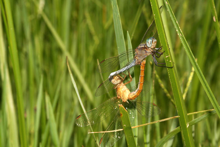 Amori in Giugno